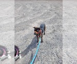 Small #1 English Bullweiler