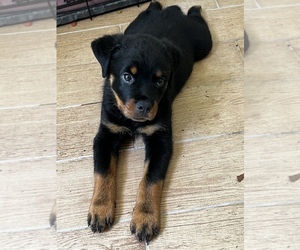 Rottweiler Puppy for sale in VIRGINIA BEACH, VA, USA