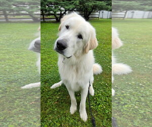 Great Pyrenees Dogs for adoption in Rockaway, NJ, USA
