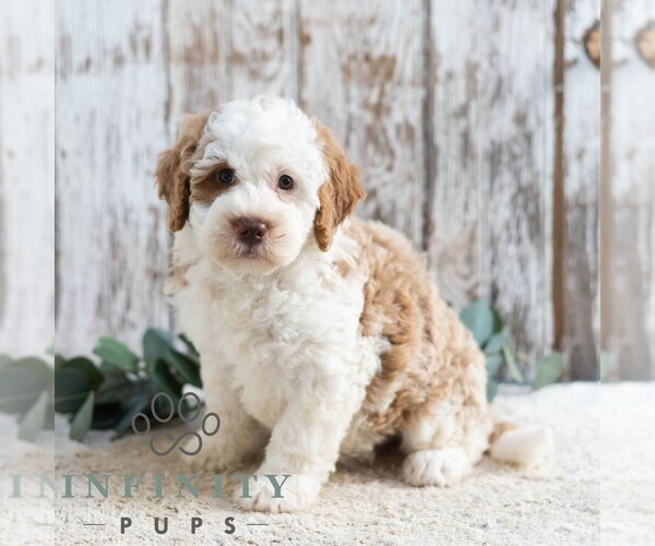 Medium Photo #5 Bernedoodle (Miniature) Puppy For Sale in SUNBURY, PA, USA