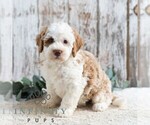 Small #4 Bernedoodle (Miniature)