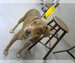 Small Labrador Retriever Mix