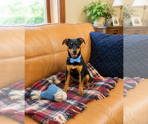 Medium Photo #5 Borador Puppy For Sale in Mt. Laurel, NJ, USA