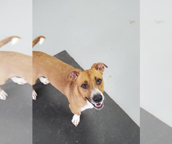 Medium Photo #8 Basset Hound-Unknown Mix Puppy For Sale in Hedgesville, WV, USA