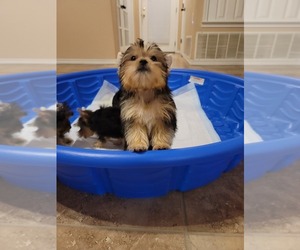 Yorkshire Terrier Puppy for sale in HARKER HEIGHTS, TX, USA