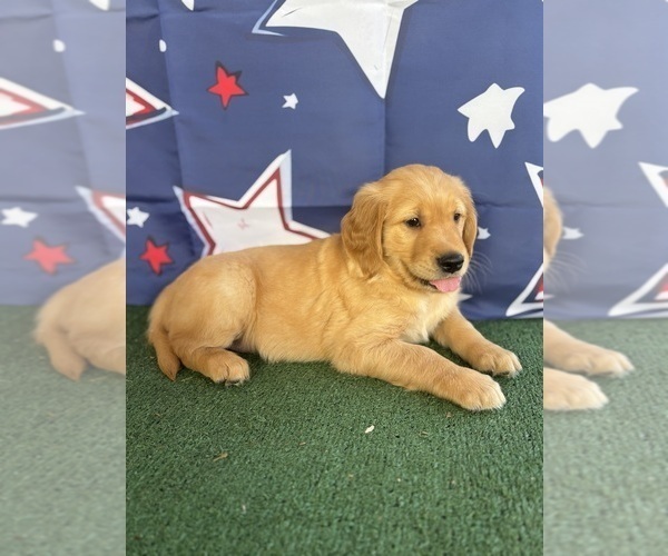 Medium Photo #14 Golden Retriever Puppy For Sale in CERES, CA, USA