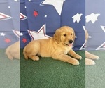 Small #13 Golden Retriever