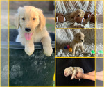 Puppy Yellow Golden Retriever