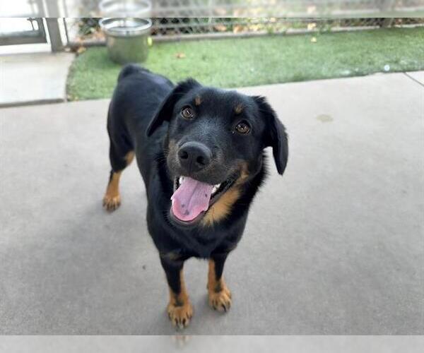 Medium Photo #2 Dachshund-Rottweiler Mix Puppy For Sale in Chula Vista, CA, USA