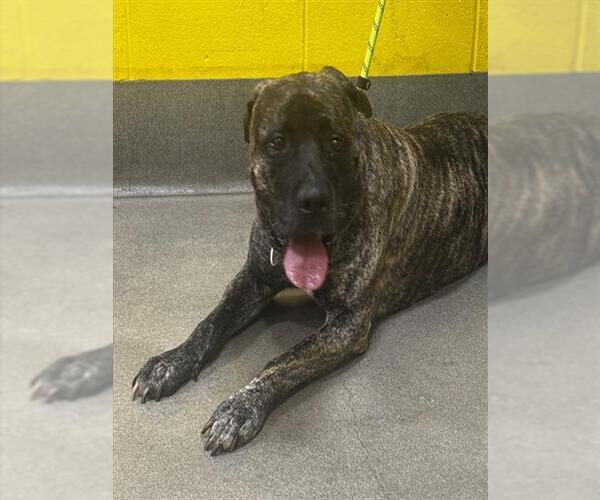 Medium Photo #1 Presa Canario Puppy For Sale in Forestville, MD, USA