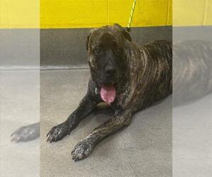 Presa Canario Dogs for adoption in Forestville, MD, USA