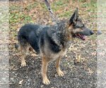 Small Photo #3 German Shepherd Dog Puppy For Sale in Huntley, IL, USA