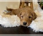 Small Photo #5 Goldendoodle Puppy For Sale in PLACERVILLE, CA, USA