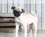 Small Photo #1 Pug Puppy For Sale in MOUNT VERNON, OH, USA