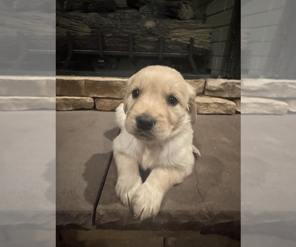 Medium Photo #1 Golden Retriever Puppy For Sale in ROSEBORO, NC, USA