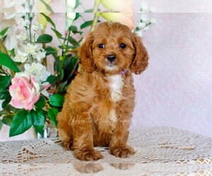 Cavapoo Puppy for sale in DENVER, PA, USA