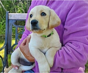 Labrador Retriever Puppy for sale in LITTLE SUAMICO, WI, USA