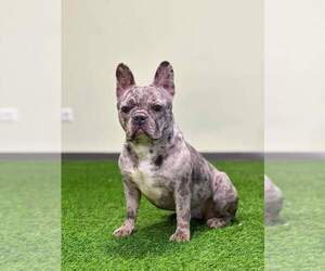 French Bulldog Puppy for sale in AUSTIN, TX, USA