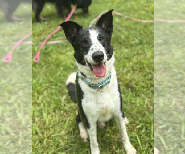 Medium Photo #2 Border Collie-Unknown Mix Puppy For Sale in Virginia Beach, VA, USA