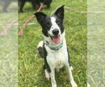Small #1 Border Collie Mix