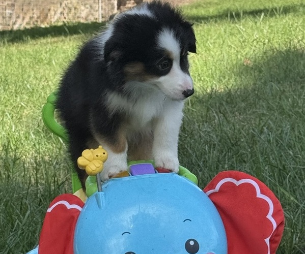 Medium Photo #9 Miniature American Shepherd Puppy For Sale in NOLENSVILLE, TN, USA