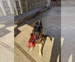 Sadie - Female German Shepherd Dog Dog for Adoption - Photo #5