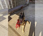 Small Photo #5 German Shepherd Dog Puppy For Sale in Milpitas, CA, USA