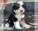 Small Photo #2 Aussiedoodle Puppy For Sale in MIDDLETOWN, OH, USA