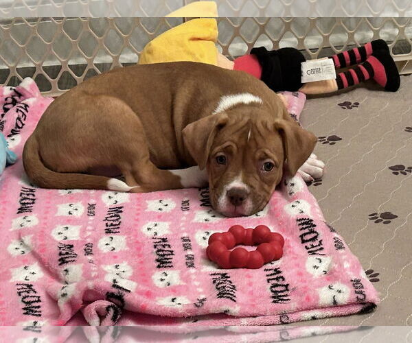 Medium Photo #7 American Staffordshire Terrier-Unknown Mix Puppy For Sale in Holly Springs, NC, USA