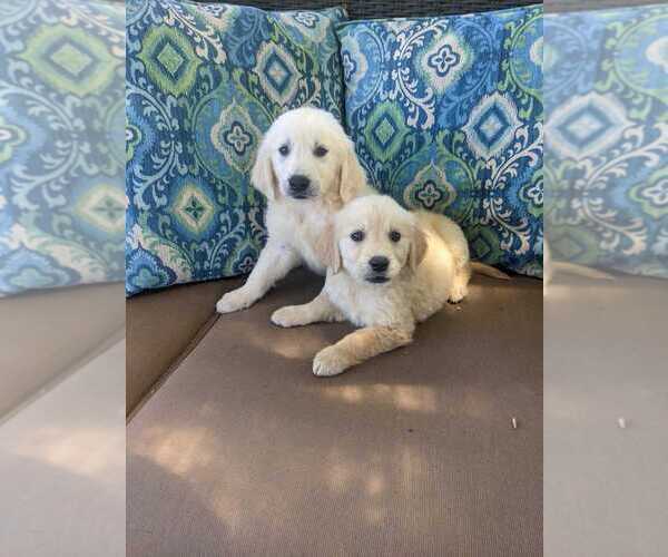 Medium Photo #2 Golden Retriever Puppy For Sale in CITRUS HEIGHTS, CA, USA