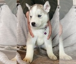 Small Photo #3 Siberian Husky Puppy For Sale in SHANDON, CA, USA