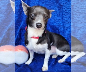 Rat Terrier-Unknown Mix Dogs for adoption in Cuba, NY, USA