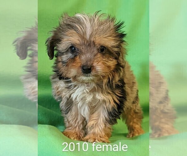 Medium Photo #3 Australian Shepherd-Poodle (Toy) Mix Puppy For Sale in CLARE, IL, USA