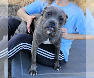 Bulldog-Unknown Mix Dogs for adoption in Bloomingdale, NJ, USA