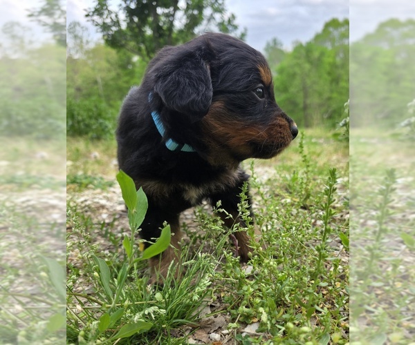 Medium Photo #2 English Shepherd Puppy For Sale in UPTON, KY, USA