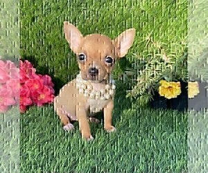 Chihuahua Puppy for sale in BOSTON, MA, USA