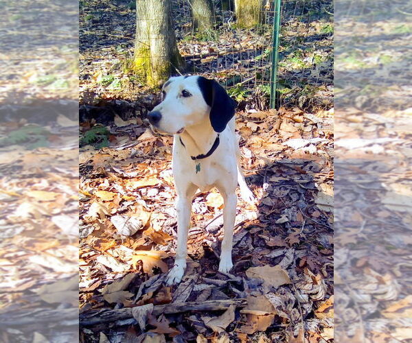 Medium Photo #2 English Coonhound-Treeing Walker Coonhound Mix Puppy For Sale in Monterey, VA, USA