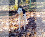 Small Photo #2 English Coonhound-Treeing Walker Coonhound Mix Puppy For Sale in Monterey, VA, USA