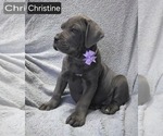 Puppy Christine Cane Corso