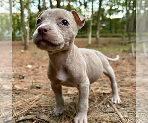 Medium Photo #1 American Pit Bull Terrier-Unknown Mix Puppy For Sale in Spring Lake, NC, USA