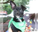 Small #6 Chihuahua Mix