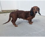 Small #7 Dachshund