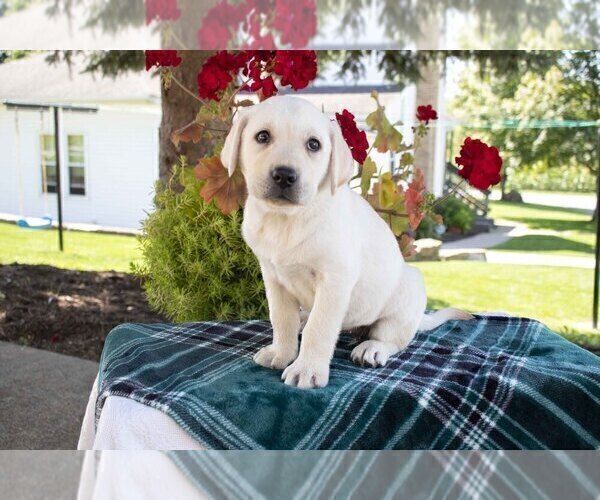 Medium Photo #1 Labrador Retriever Puppy For Sale in DUNDEE, OH, USA
