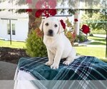 Small Photo #1 Labrador Retriever Puppy For Sale in DUNDEE, OH, USA