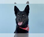 Small German Shepherd Dog