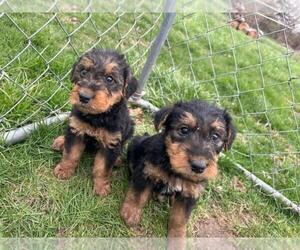 Rottweiler Puppy for sale in TIPP CITY, OH, USA