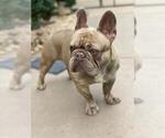 Small #2 French Bulldog