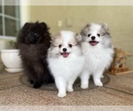 Small Photo #3 Pomeranian Puppy For Sale in WINDERMERE, FL, USA