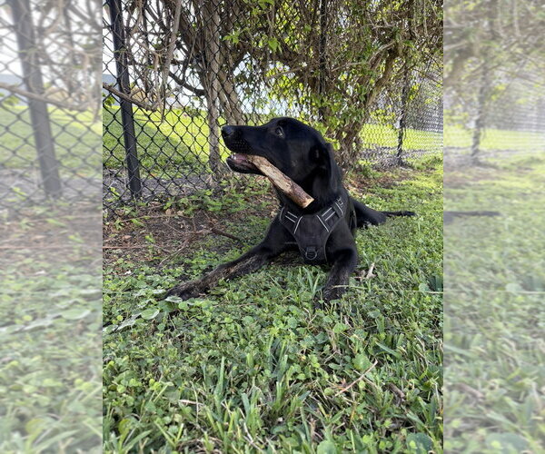 Medium Photo #3 Shepradors Puppy For Sale in Miami, FL, USA