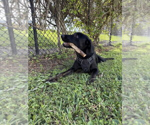 COURTESY POST: Bambino - Male Shepradors Dog for Adoption - Photo #3